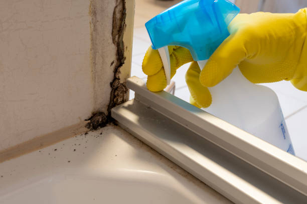 Best DIY Mold Remediation Support Services in Mvern, AL
