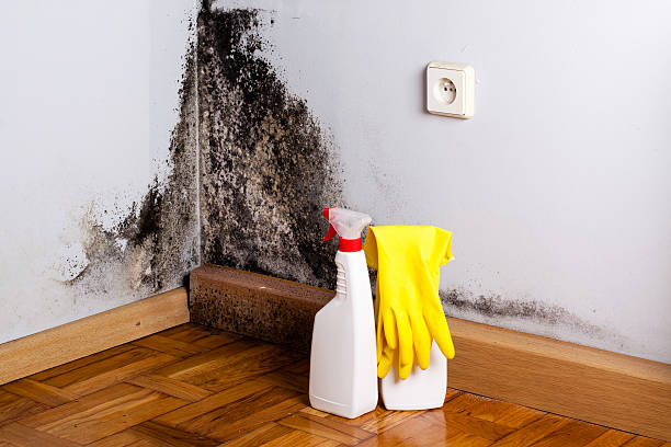 Best Attic Mold Remediation in Mvern, AL
